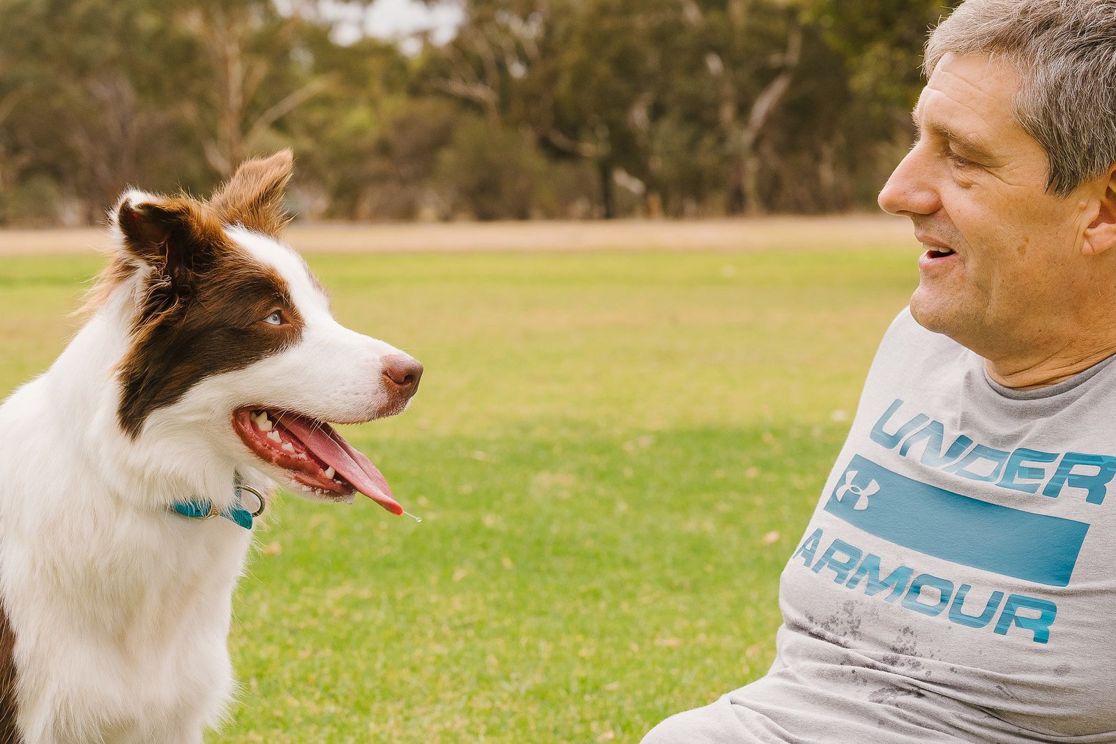 Border collie outlet house training