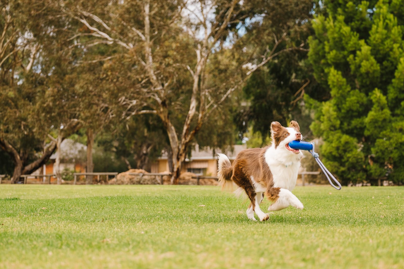 Border Collie Obedience Training
