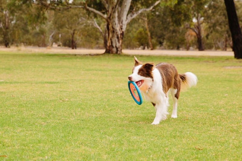 Training Border Collie Puppy's