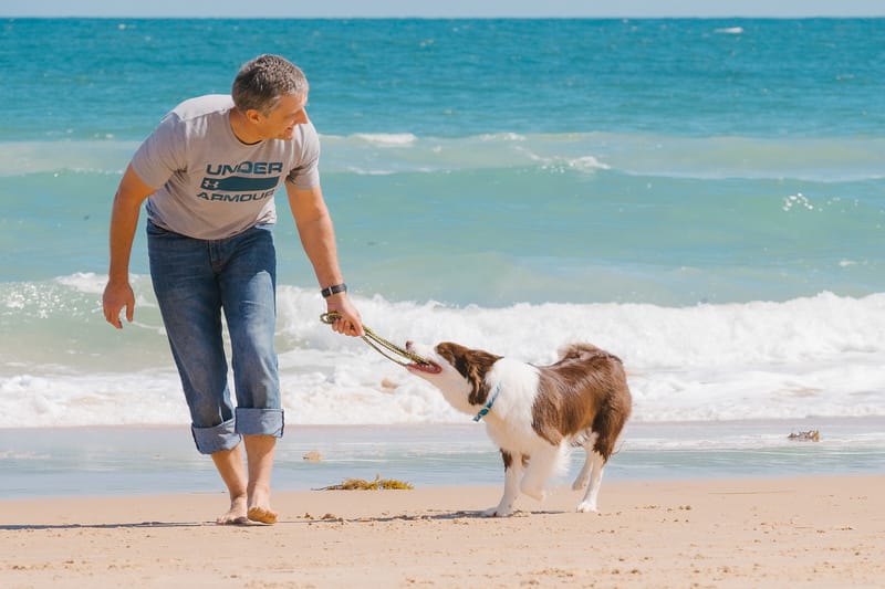 Border Collie Recall Training
