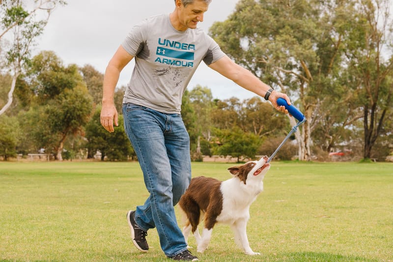 Training Border Collies and the Art of Dog Psychology